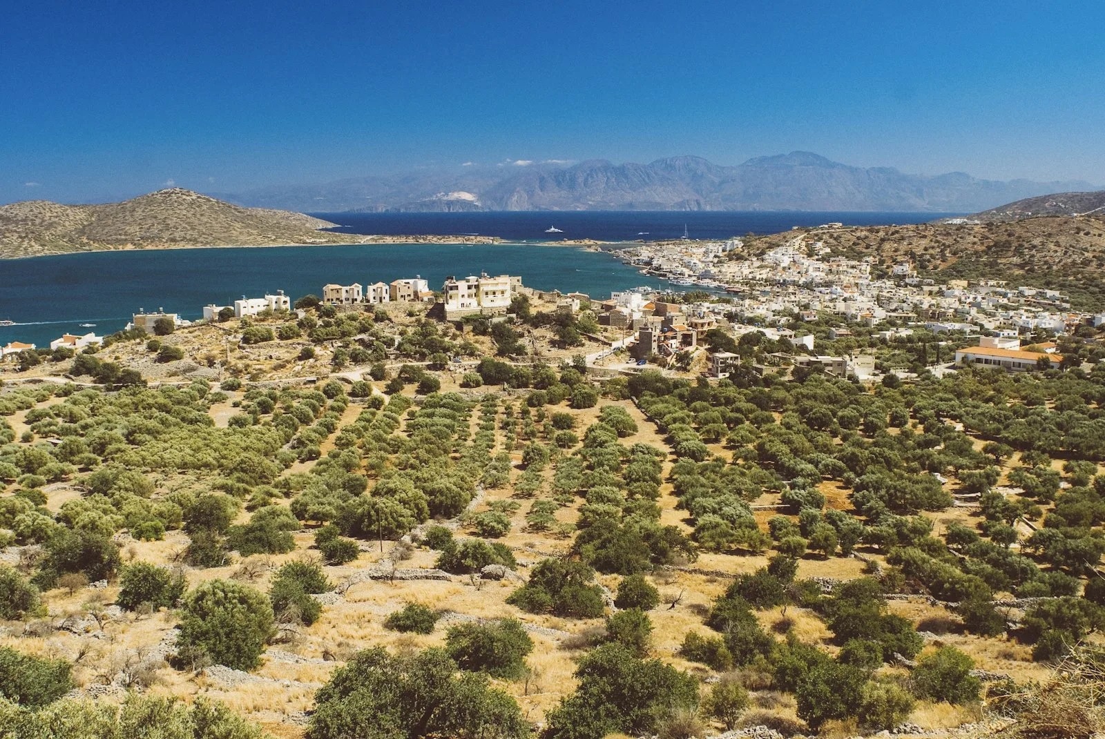 Olive groves running down to the Cretan coast