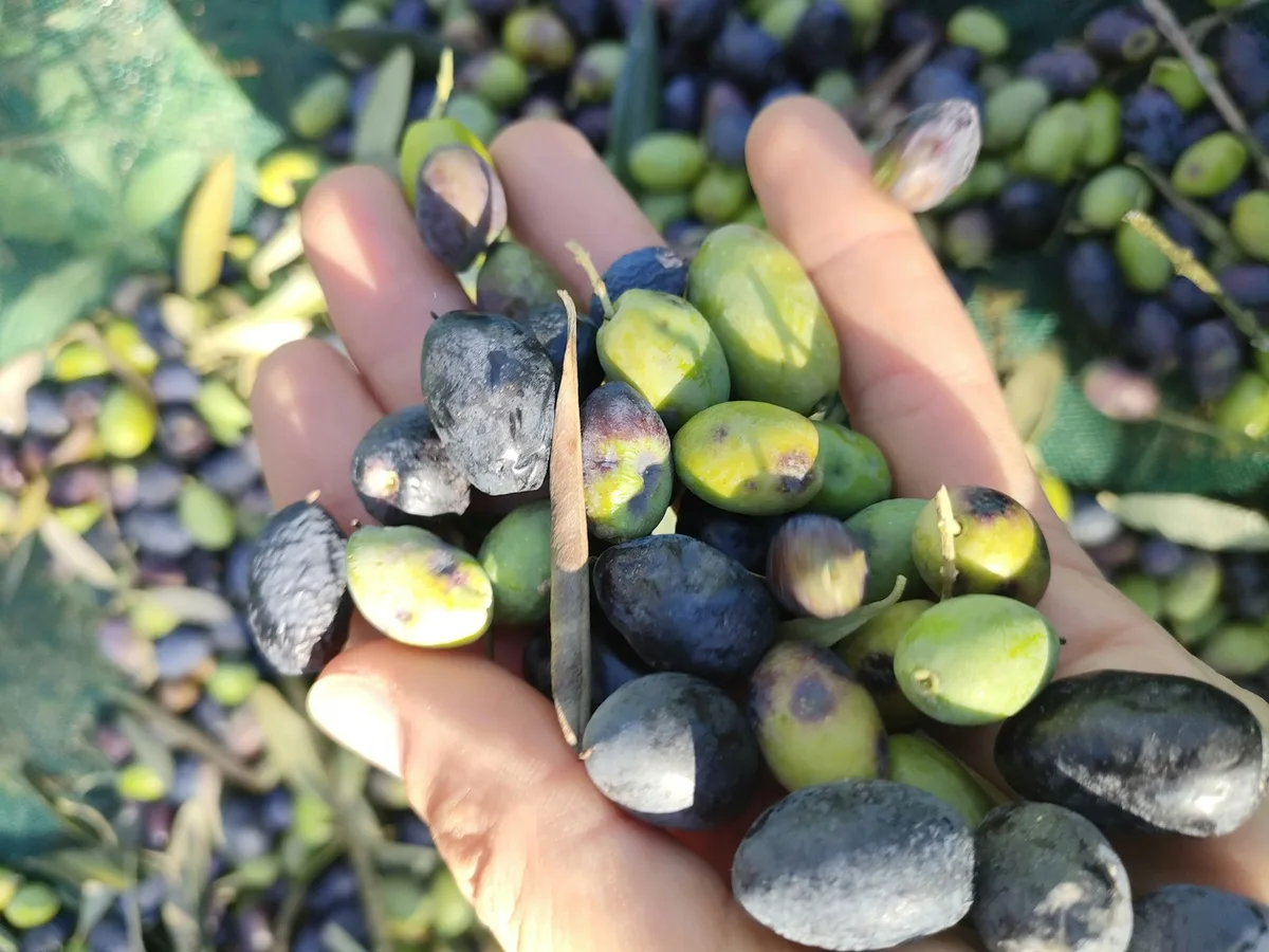 Hand holding freshly picked olives