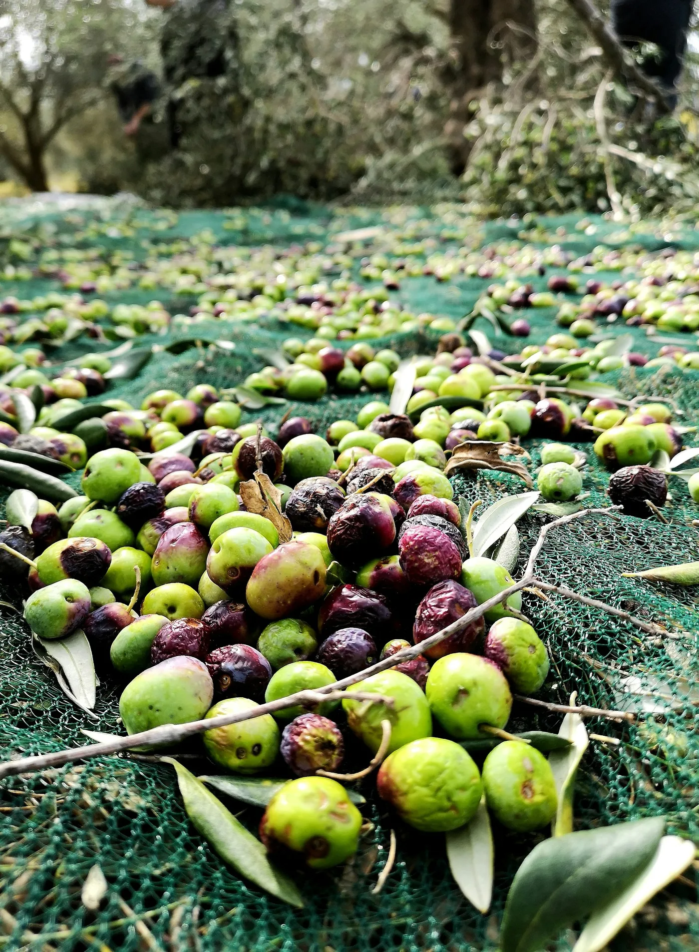 Olives collected on harvest nets