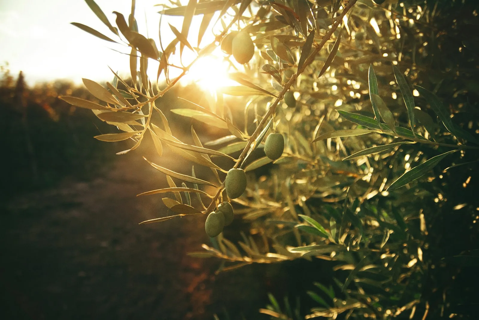 Olive branches in golden Cretan evening light