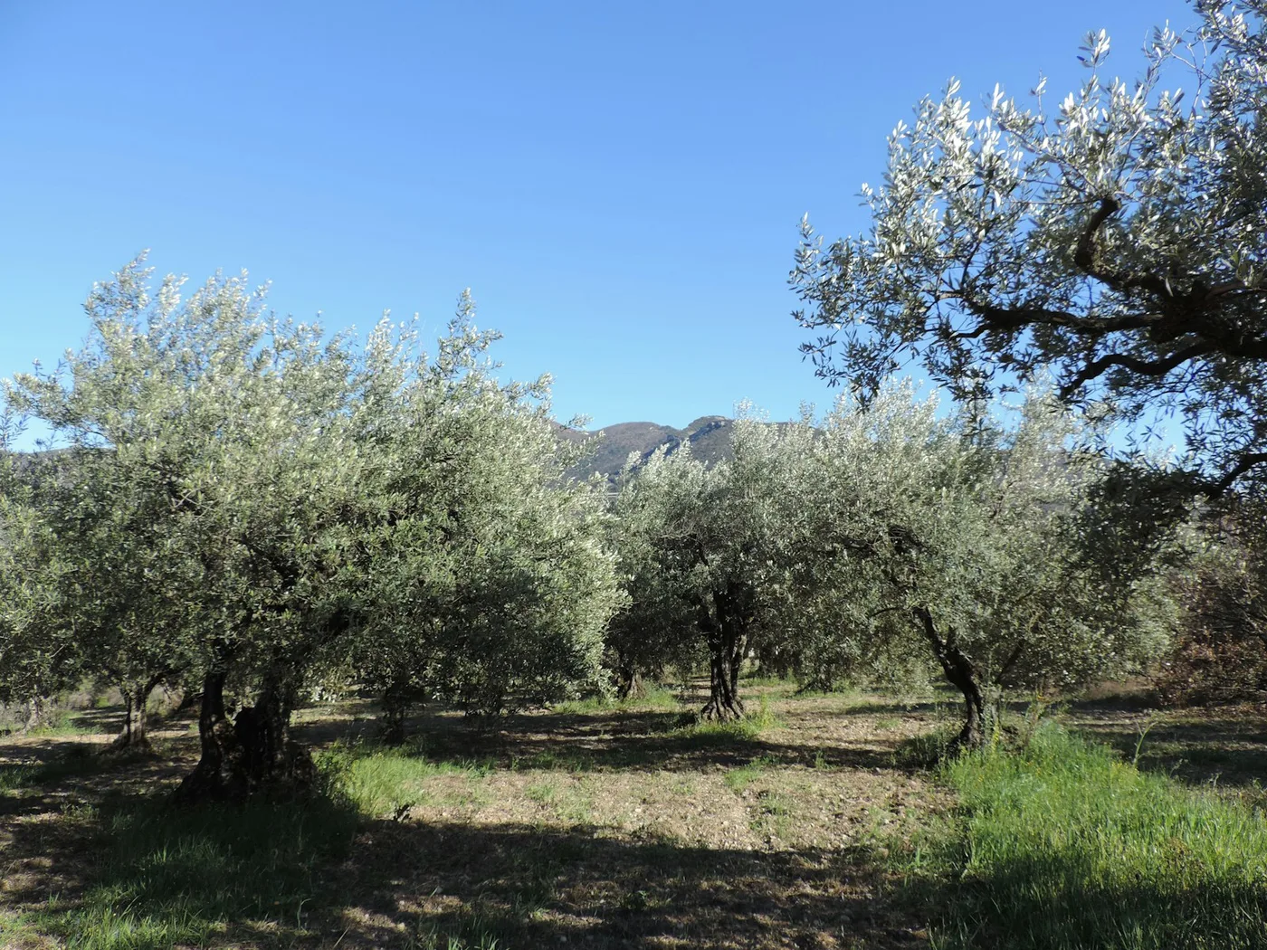 Old olive grove in Crete