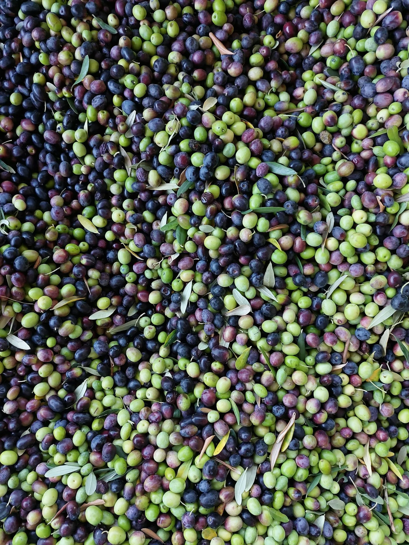 Freshly harvested Koroneiki olives