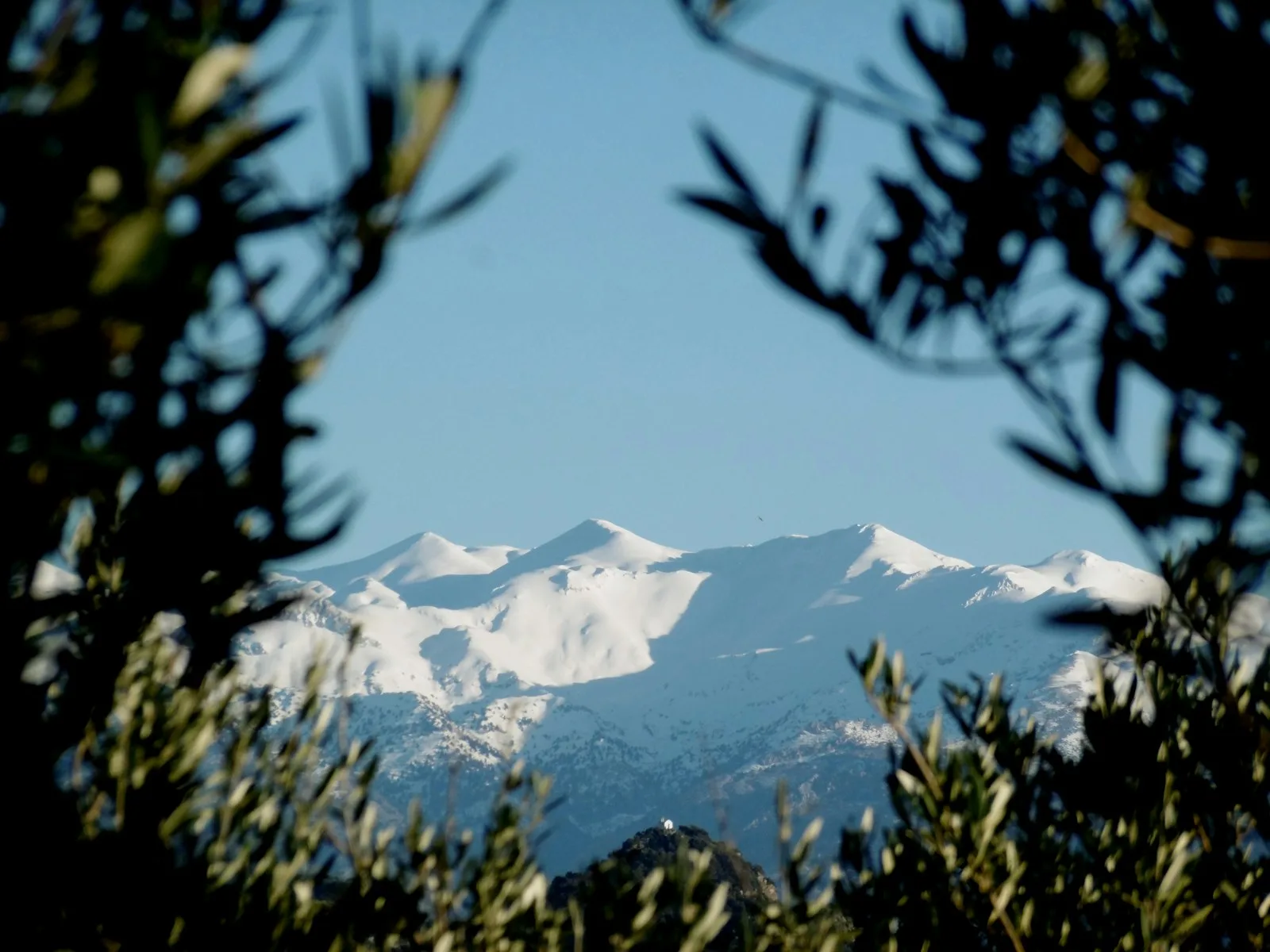 Olive branches framing the White Mountains of Crete
